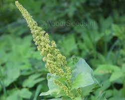 Attēlu rezultāti vaicājumam “Chenopodium bonus-henricus leaf”