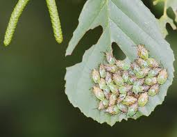 Attēlu rezultāti vaicājumam “Elasmucha grisea imago”