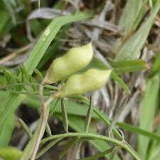 Attēlu rezultāti vaicājumam “Vicia hirsuta bud”