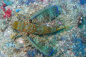 Image result for Dactylopterus volitans