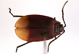 Attēlu rezultāti vaicājumam “Alticinae”