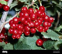 Attēlu rezultāti vaicājumam “Ribes spicatum”