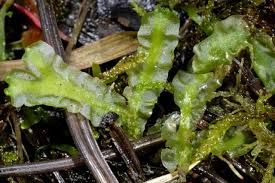 Attēlu rezultāti vaicājumam “Moerckia hibernica”