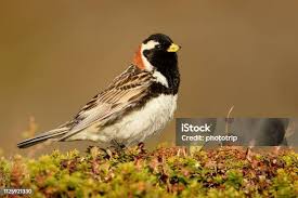 Image result for Calcarius lapponicus