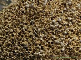 Attēlu rezultāti vaicājumam “Lindbladia tubulina”