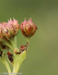 Attēlu rezultāti vaicājumam “Hylotelephium telephium bud”