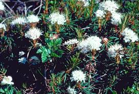 Attēlu rezultāti vaicājumam “Ledum palustre flower”