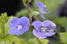 Attēlu rezultāti vaicājumam “Veronica filiformis bud”