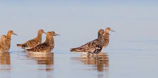 Attēlu rezultāti vaicājumam “Philomachus pugnax”