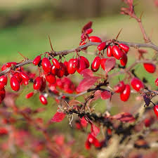 Attēlu rezultāti vaicājumam “Berberis thunbergii fruit”