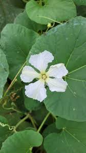 Attēlu rezultāti vaicājumam “Melanospora lagenaria”