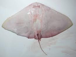 Image result for Gymnura natalensis