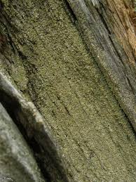 Attēlu rezultāti vaicājumam “Hypocenomyce scalaris”