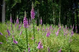 Image result for Fingerhut rot