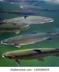 Image result for Salmo macrostigma