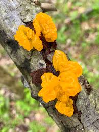 Attēlu rezultāti vaicājumam “Peniophora laurentii”