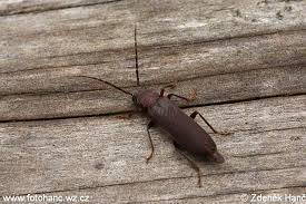 Attēlu rezultāti vaicājumam “Criocephalus rusticus”