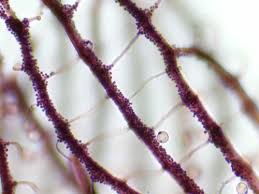 Attēlu rezultāti vaicājumam “Cribraria cancellata”