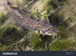 Attēlu rezultāti vaicājumam “Barbatula barbatula”