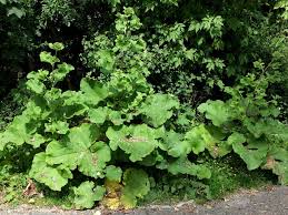 Attēlu rezultāti vaicājumam “Arctium lappa”