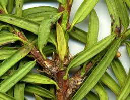 Attēlu rezultāti vaicājumam “Taxus baccata bud”