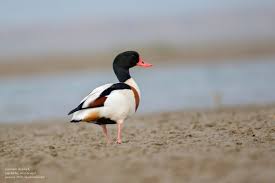 Attēlu rezultāti vaicājumam “Tadorna tadorna”