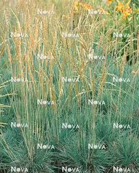 Attēlu rezultāti vaicājumam “Koeleria glauca flower”