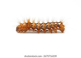 Attēlu rezultāti vaicājumam “Acronicta rumicis larva”