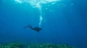 Image result for Canary Divers