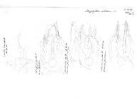 Attēlu rezultāti vaicājumam “Ommatoiulus vilnensis”