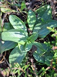 Attēlu rezultāti vaicājumam “Centaurium erythraea leaf”
