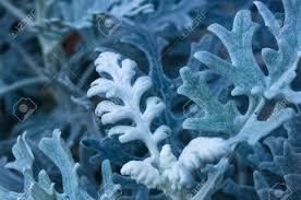 Image result for Cineraria maritima