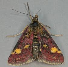 Attēlu rezultāti vaicājumam “Pyrausta purpuralis”