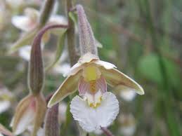 Attēlu rezultāti vaicājumam “Epipactis palustris flower”