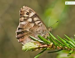 Attēlu rezultāti vaicājumam “Pararge aegeria underside”