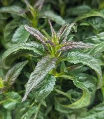 Attēlu rezultāti vaicājumam “Veronica longifolia fruit”