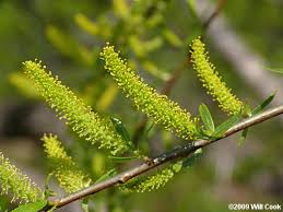 Attēlu rezultāti vaicājumam “Salix pentandra fruit”