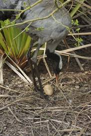 Attēlu rezultāti vaicājumam “Grus grus nest”