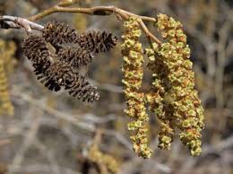 Attēlu rezultāti vaicājumam “Alnus glutinosa flower”