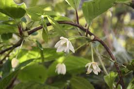 Attēlu rezultāti vaicājumam “Schisandra chinensis flower”