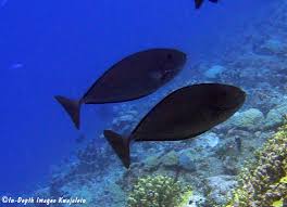 Image result for Naso hexacanthus