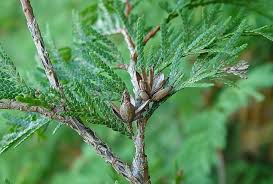 Attēlu rezultāti vaicājumam “Thuja occidentalis leaf”