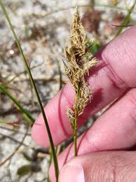 Attēlu rezultāti vaicājumam “Carex arenaria”