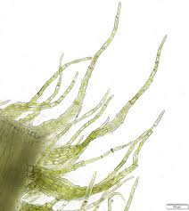 Attēlu rezultāti vaicājumam “Palustriella falcata”