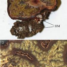 Attēlu rezultāti vaicājumam “Pachyphloeus melanoxanthus”