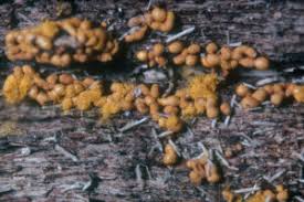 Attēlu rezultāti vaicājumam “Trichia alpina young”