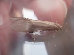 Attēlu rezultāti vaicājumam “Oecetis ochracea”