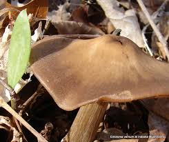 Attēlu rezultāti vaicājumam “Entoloma vernum”