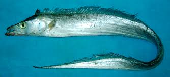 Image result for Schedophilus ovalis