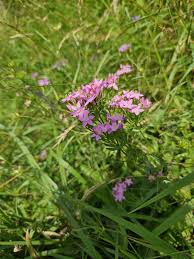 Attēlu rezultāti vaicājumam “Centaurium erythraea leaf”